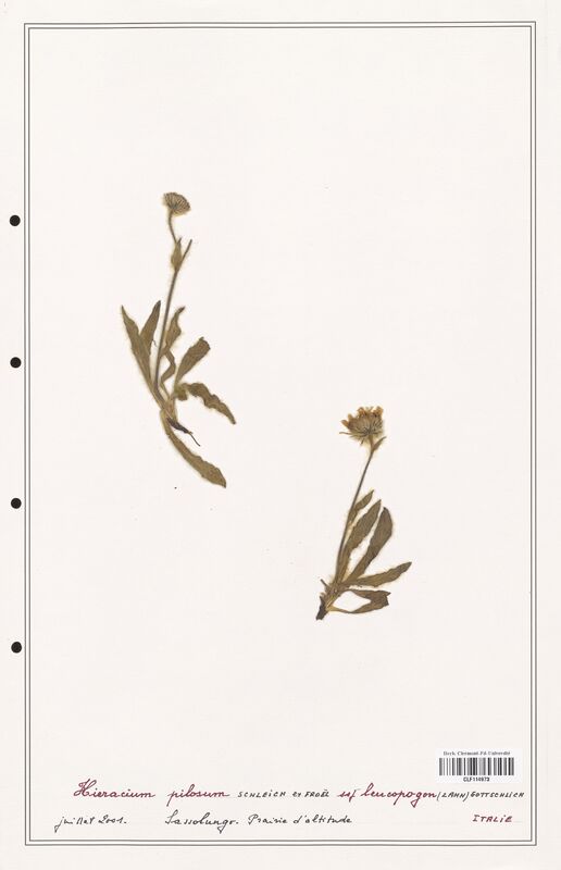 Hieracium pilosum  (Asteraceae)