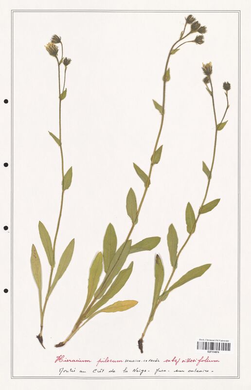 Hieracium pilosum  (Asteraceae)