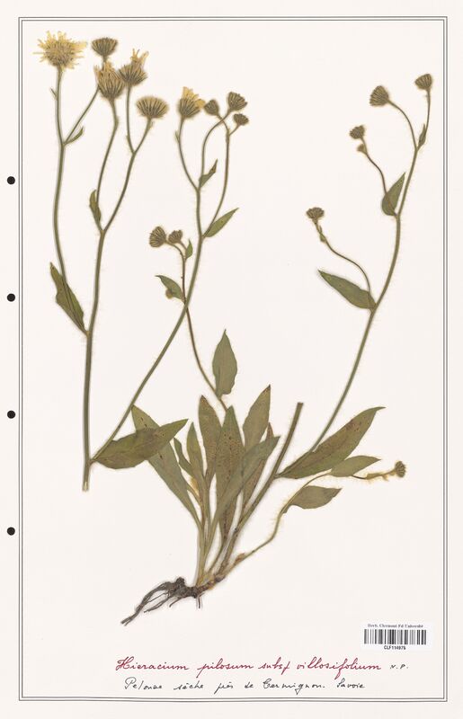 Hieracium pilosum  (Asteraceae)