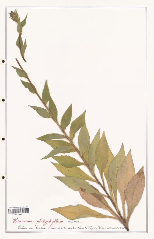 Hieracium platyphyllum  (Asteraceae)