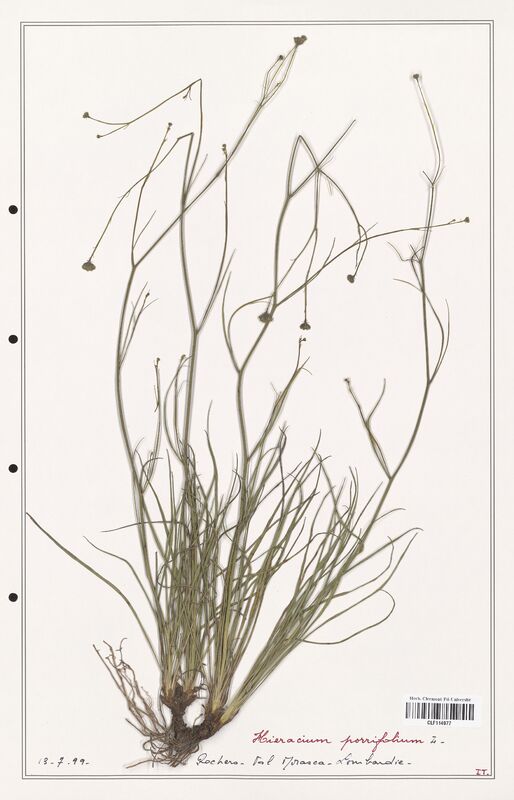 Hieracium porrifolium  (Asteraceae)