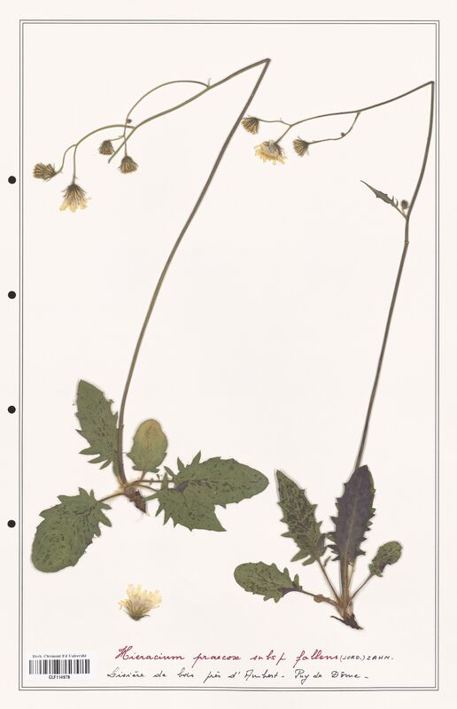 Hieracium praecox  (Asteraceae)