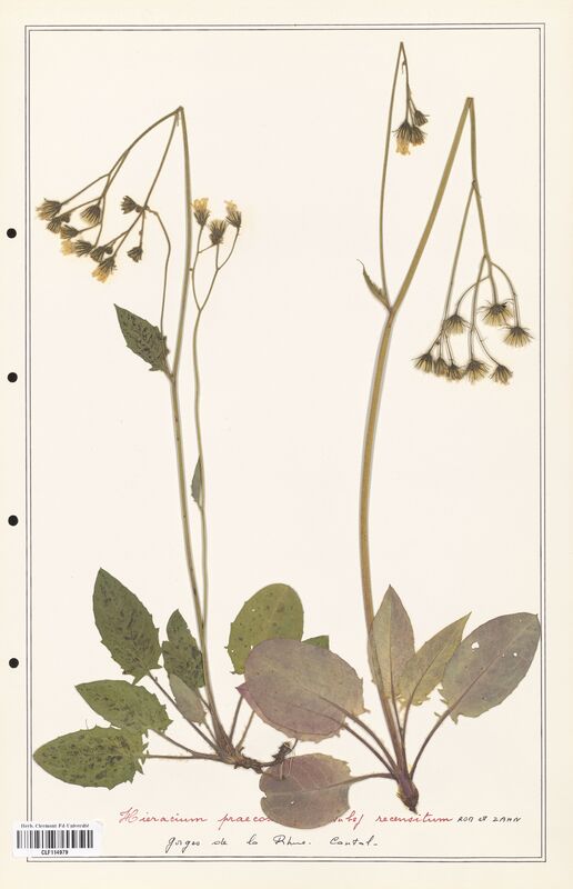 Hieracium praecox  (Asteraceae)