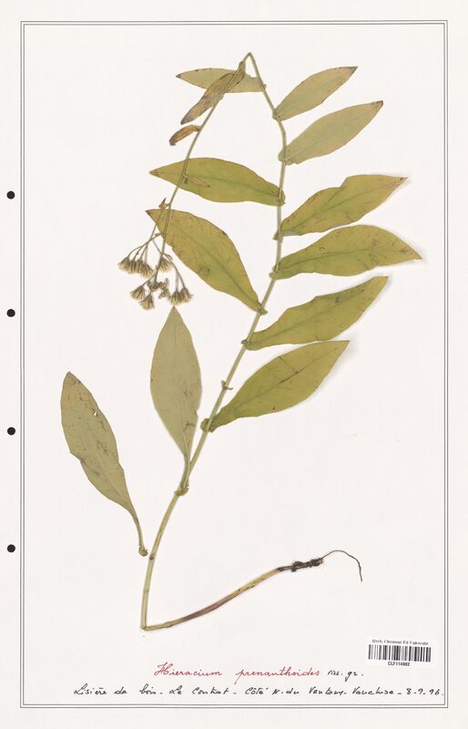 Hieracium prenanthoides  (Asteraceae)