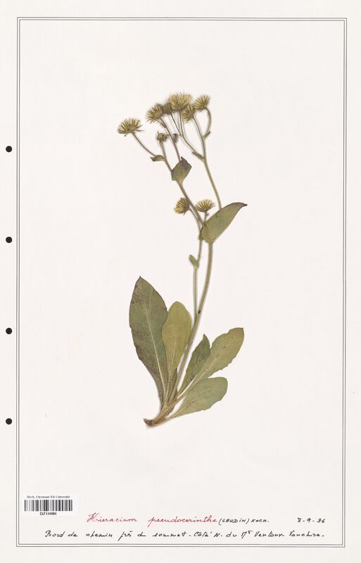 Hieracium pseudocerinthe  (Asteraceae)