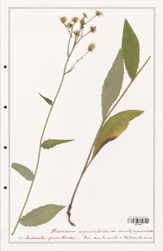 Hieracium rapunculoides  (Asteraceae)