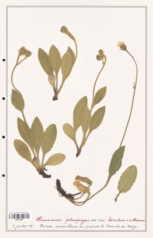 Hieracium pteropogon  (Asteraceae)