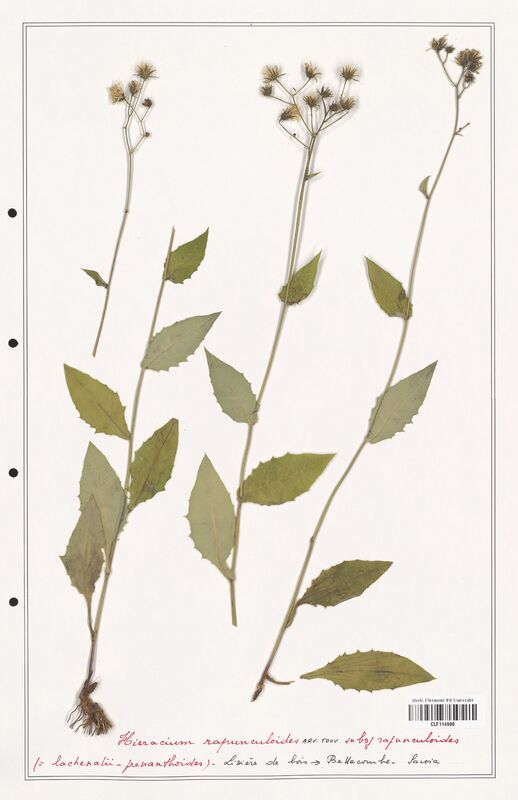 Hieracium rapunculoides  (Asteraceae)