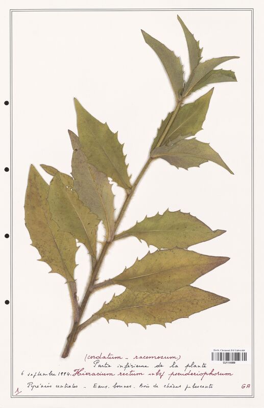 Hieracium rectum  (Asteraceae)