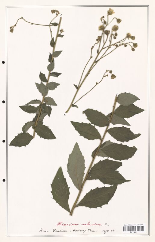 Hieracium sabaudum  (Asteraceae)