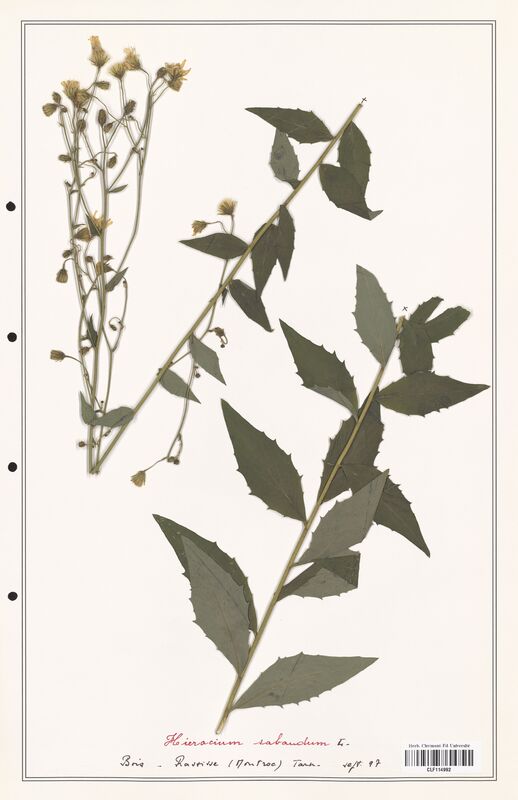 Hieracium sabaudum  (Asteraceae)