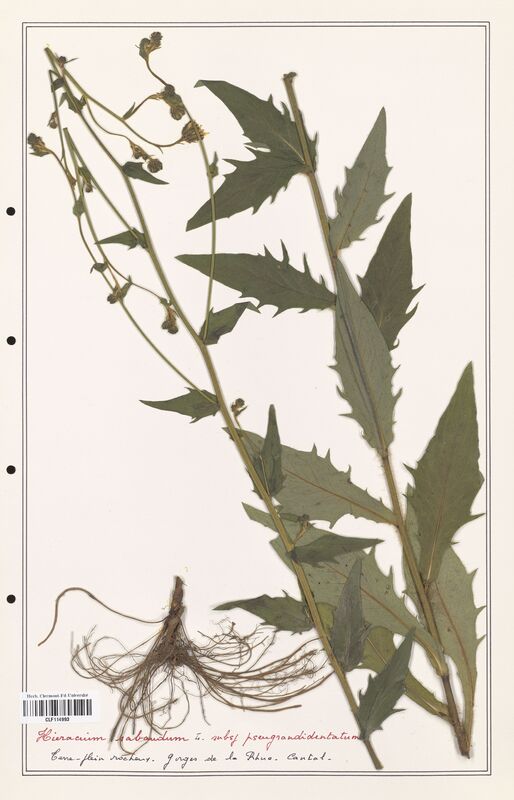 Hieracium sabaudum  (Asteraceae)