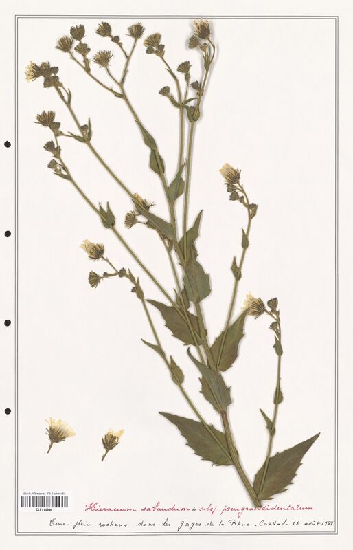 Hieracium sabaudum  (Asteraceae)