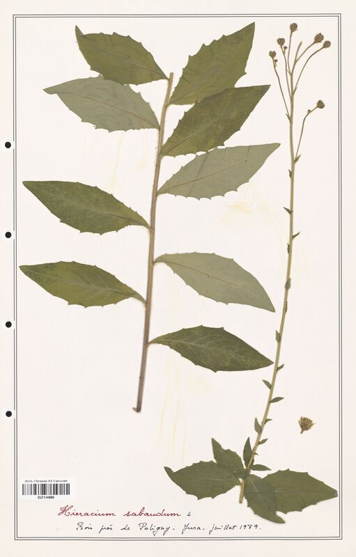 Hieracium sabaudum  (Asteraceae)