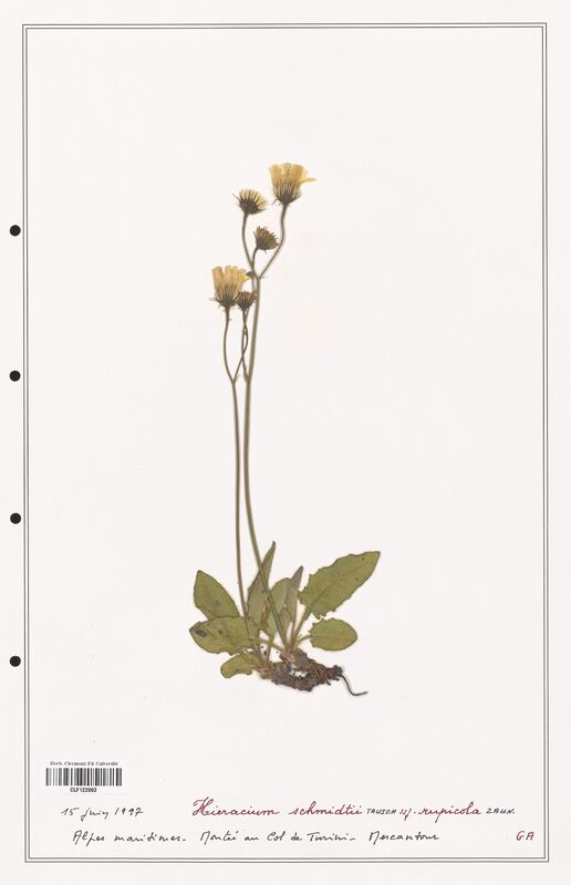 Hieracium schmidtii  (Asteraceae)