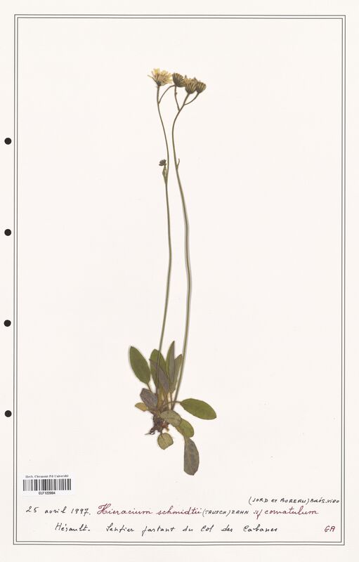 Hieracium schmidtii  (Asteraceae)