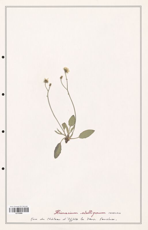 Hieracium stelligerum  (Asteraceae)