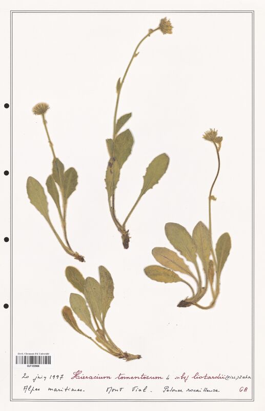 Hieracium tomentosum  (Asteraceae)