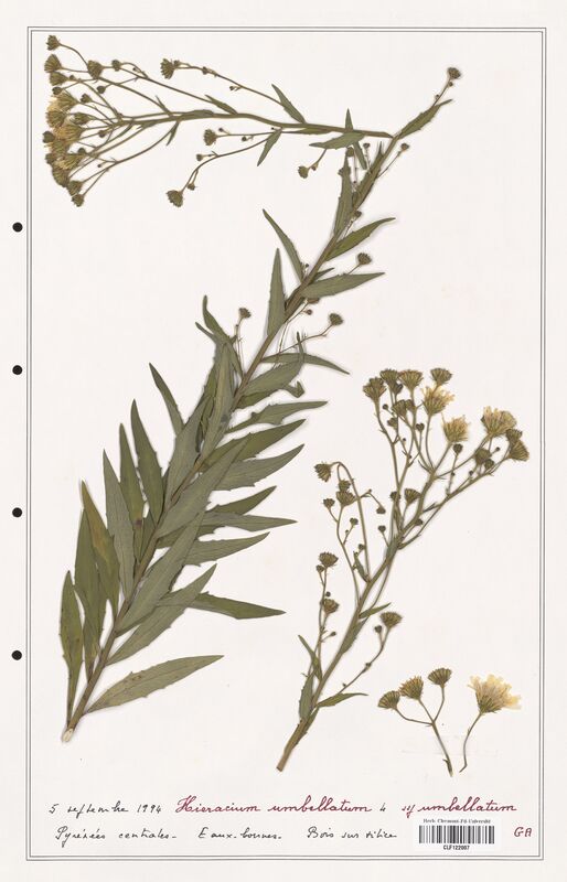 Hieracium umbellatum  (Asteraceae)