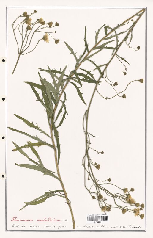 Hieracium umbellatum  (Asteraceae)