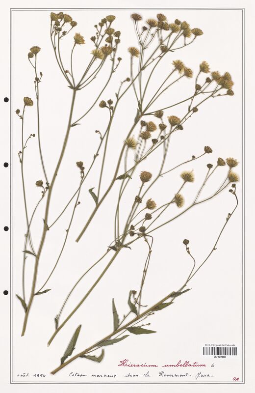 Hieracium umbellatum  (Asteraceae)