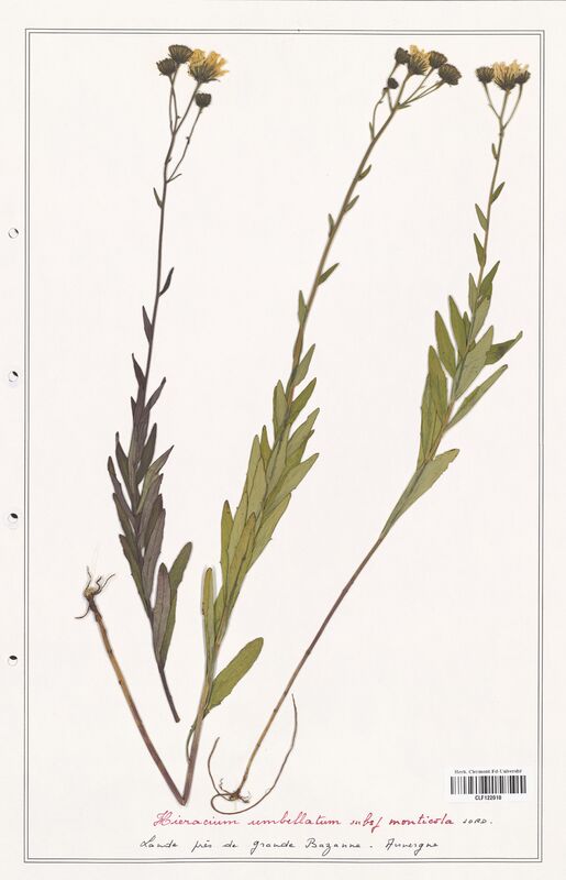 Hieracium umbellatum  (Asteraceae)