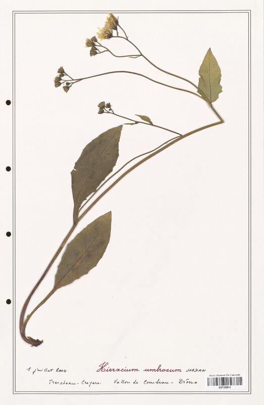 Hieracium umbrosum  (Asteraceae)