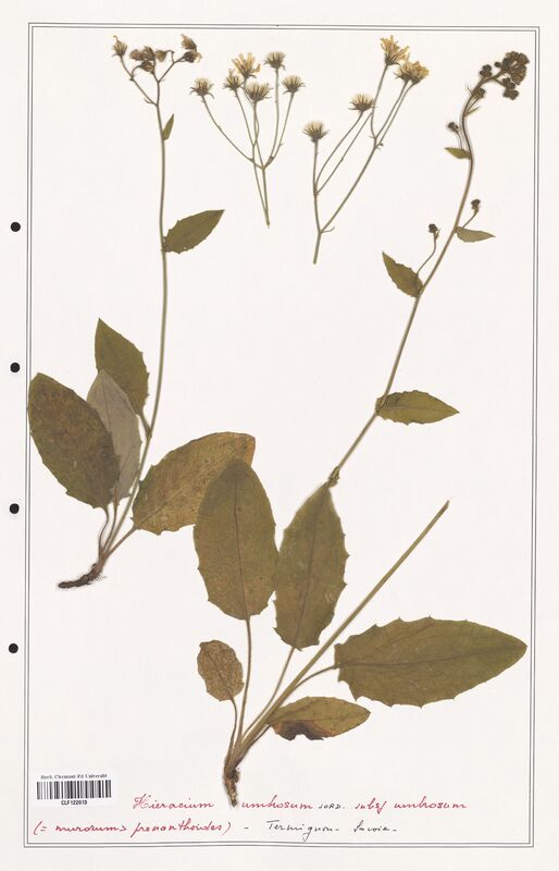 Hieracium umbrosum  (Asteraceae)