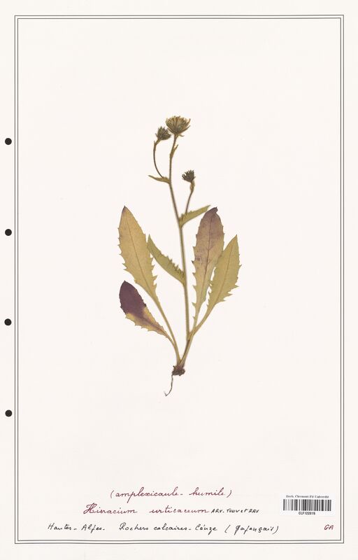 Hieracium urticaceum  (Asteraceae)