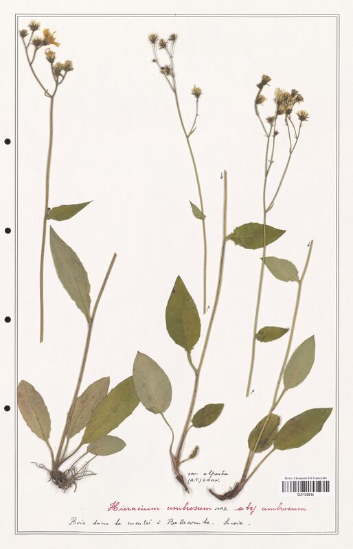 Hieracium umbrosum  (Asteraceae)