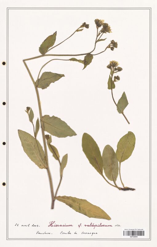 Hieracium valdepilosum  (Asteraceae)