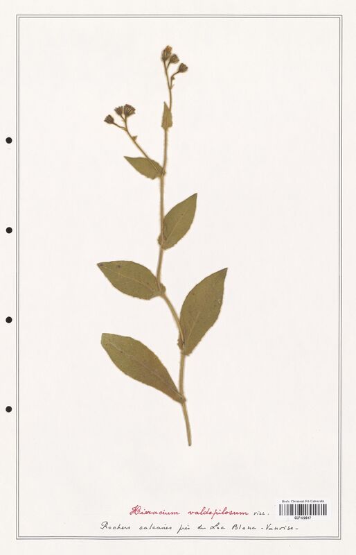 Hieracium valdepilosum  (Asteraceae)