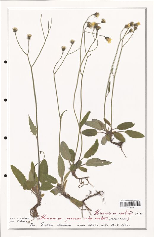 Hieracium verlotii  (Asteraceae)