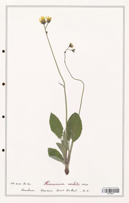 Hieracium verlotii  (Asteraceae)