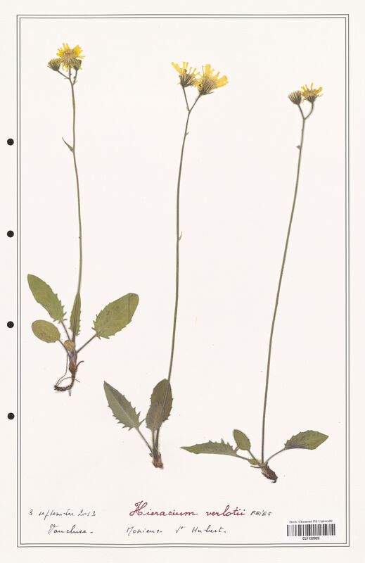 Hieracium verlotii  (Asteraceae)