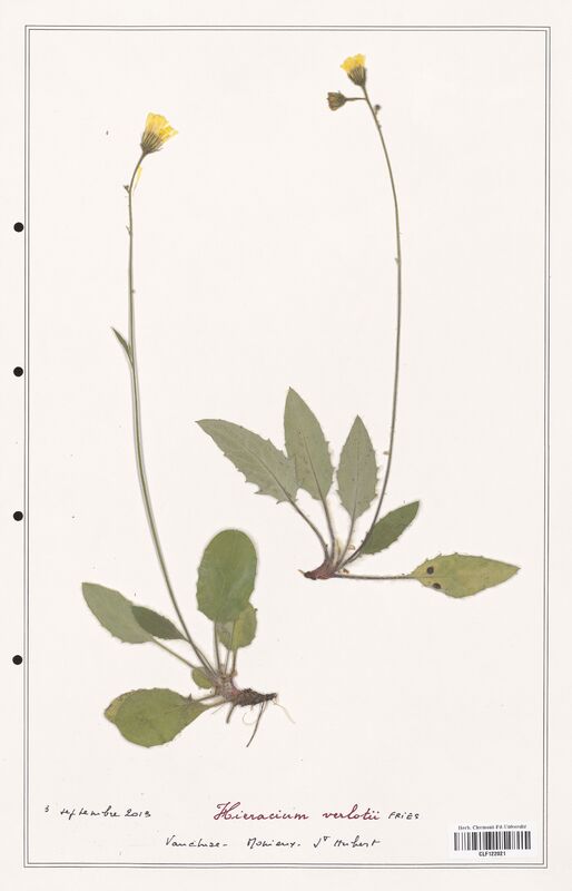 Hieracium verlotii  (Asteraceae)