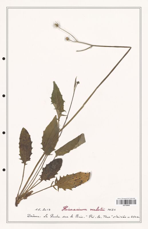 Hieracium verlotii  (Asteraceae)