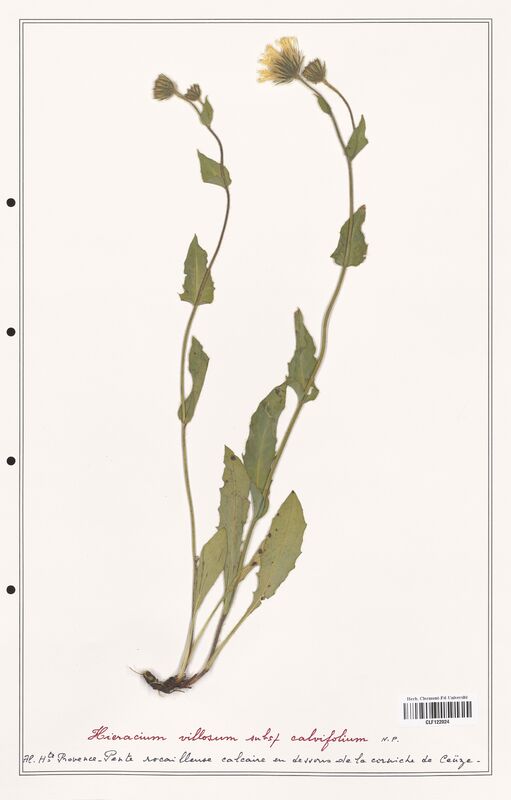 Hieracium villosum  (Asteraceae)