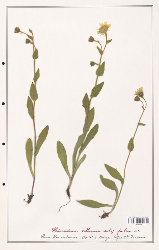 Hieracium villosum  (Asteraceae)