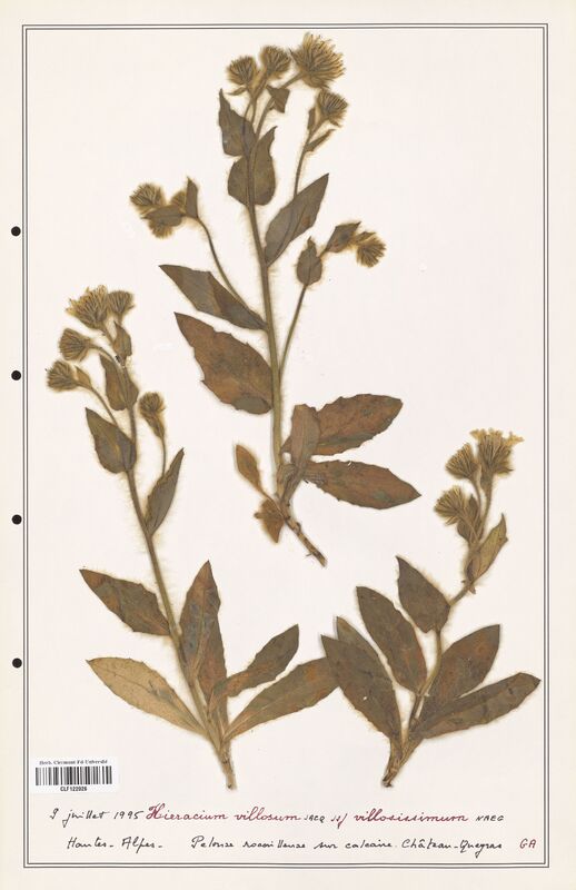 Hieracium villosum  (Asteraceae)