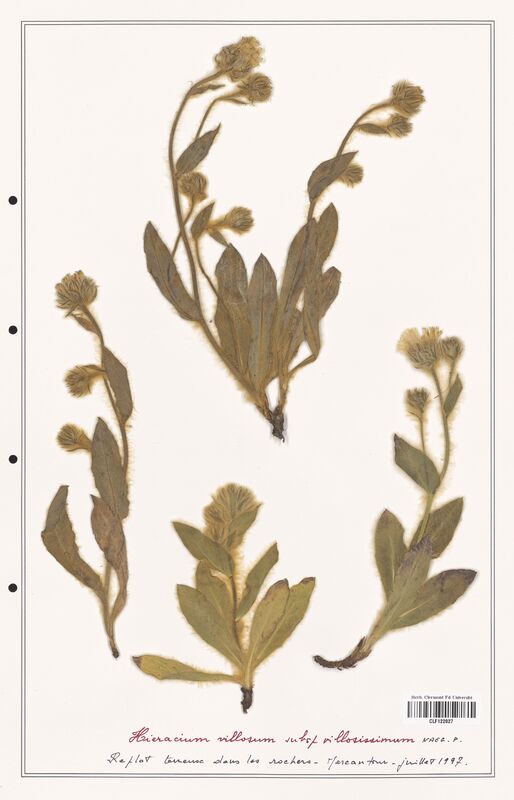 Hieracium villosum  (Asteraceae)