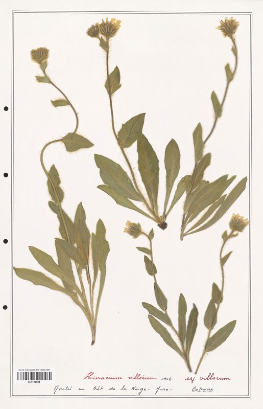 Hieracium villosum  (Asteraceae)