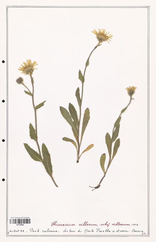 Hieracium villosum  (Asteraceae)