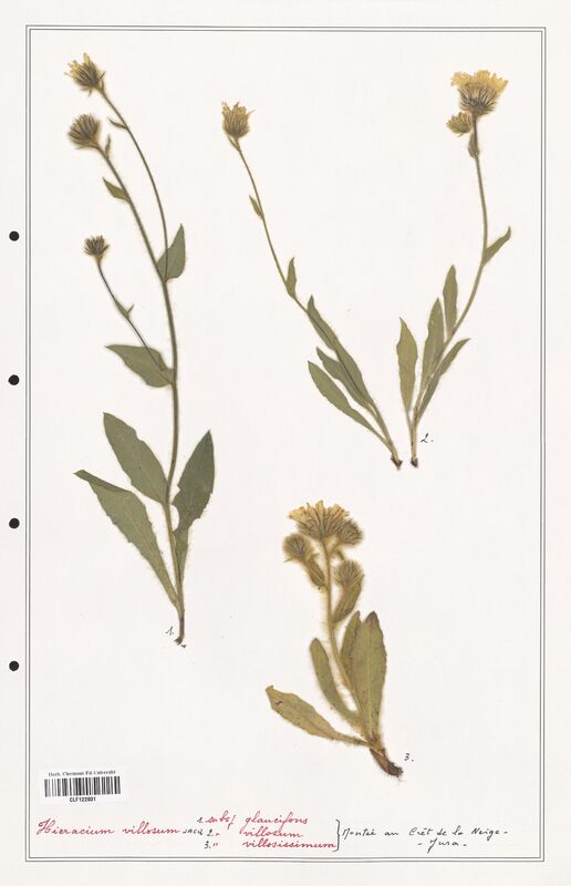 Hieracium villosum  (Asteraceae)