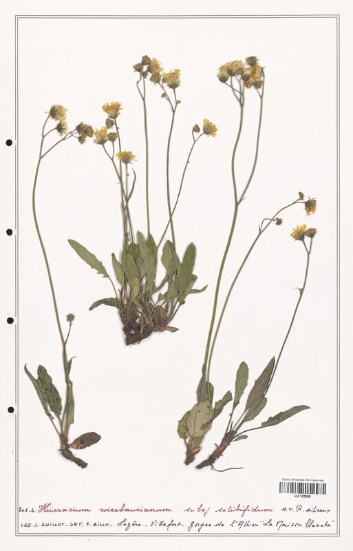 Hieracium wiesbaurianum  (Asteraceae)