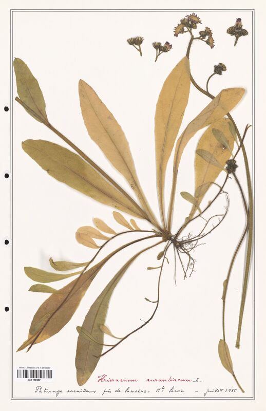 Hieracium aurantiacum  (Asteraceae)