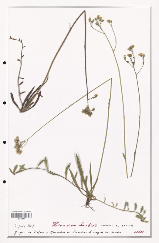 Hieracium bauhinii  (Asteraceae)