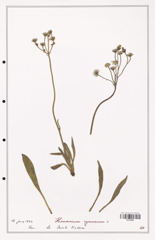 Hieracium cymosum  (Asteraceae)