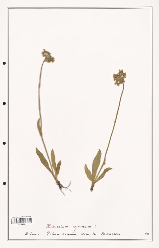 Hieracium cymosum  (Asteraceae)