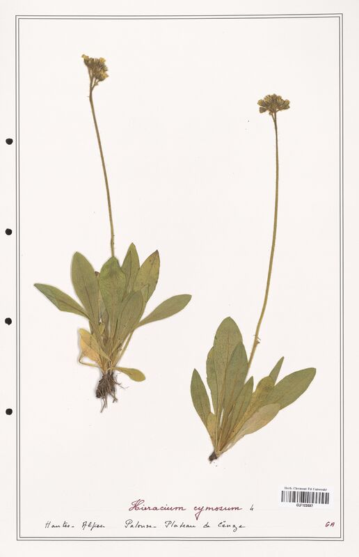 Hieracium cymosum  (Asteraceae)